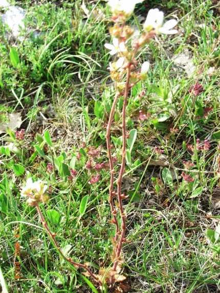 Saxifraga bulbifera